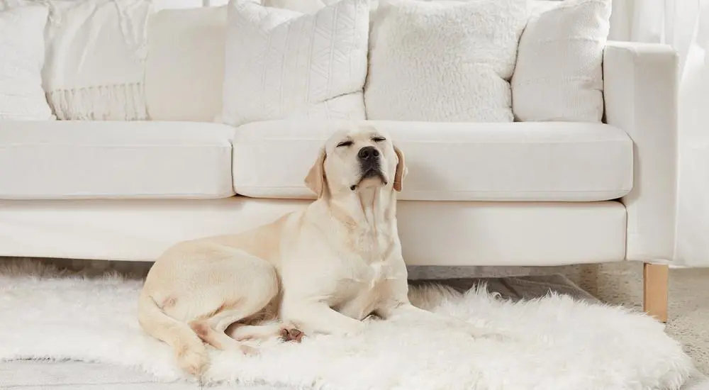 White Dog