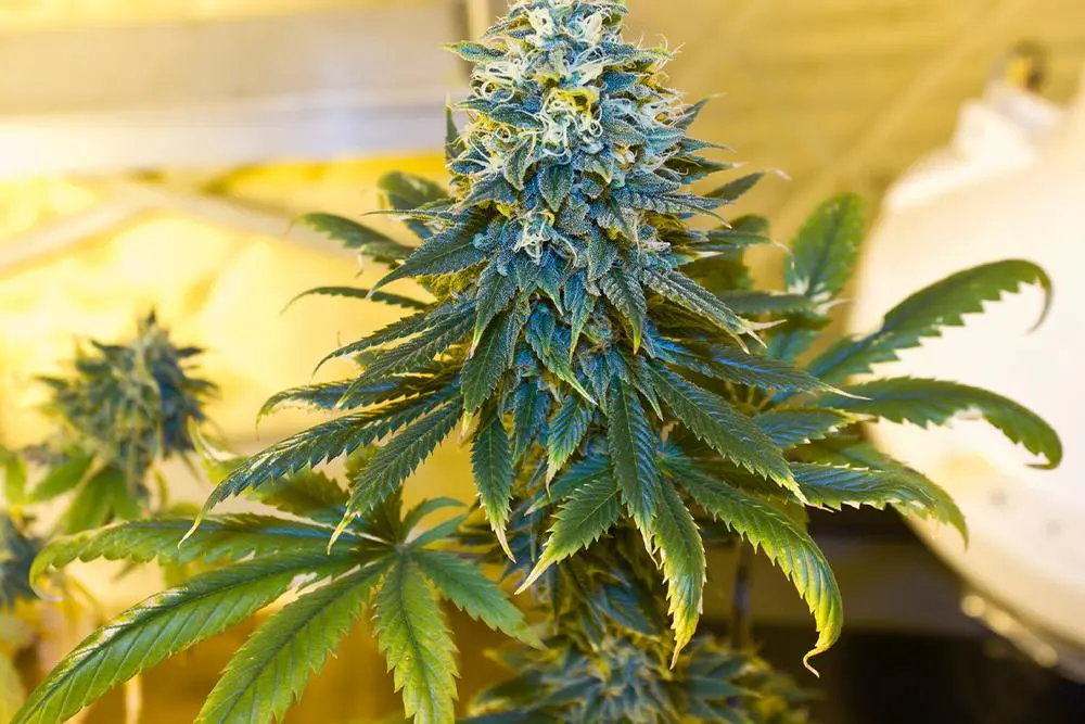 Cannabis