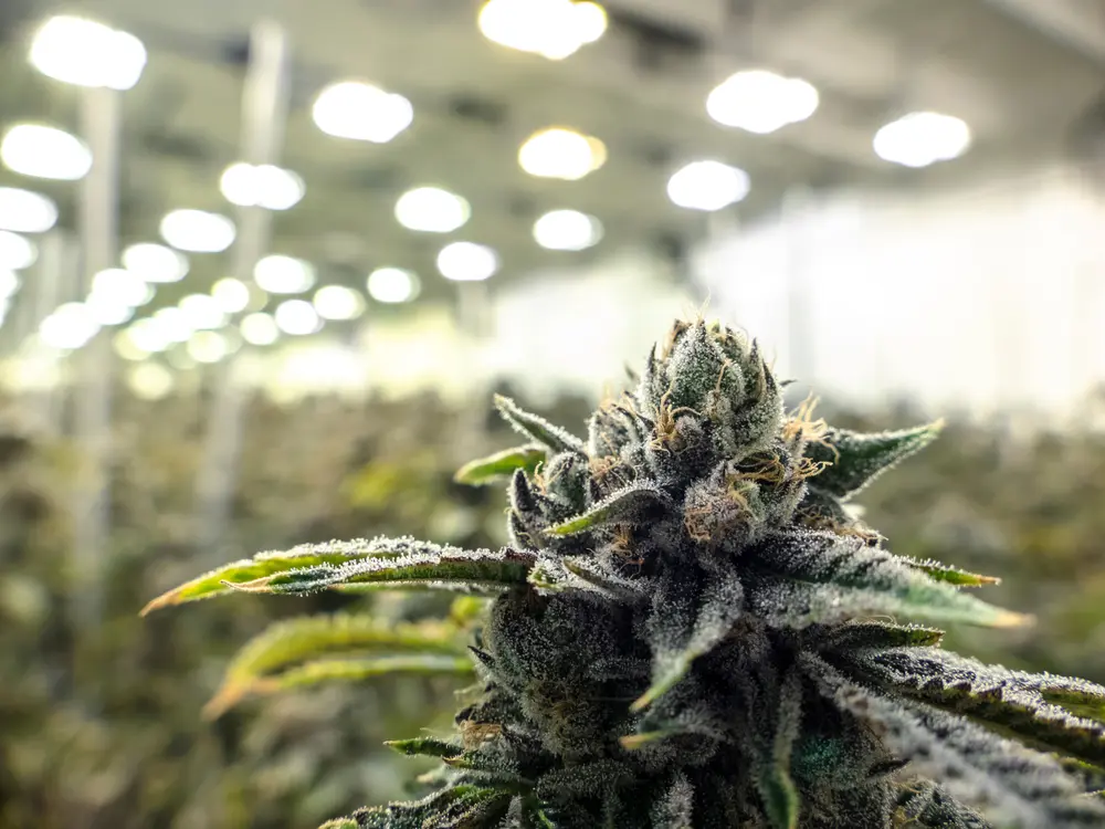Hemp seed oil vs cbd oil