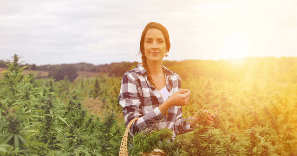 Hemp farmer and hemp farmer harvesting in the early evening