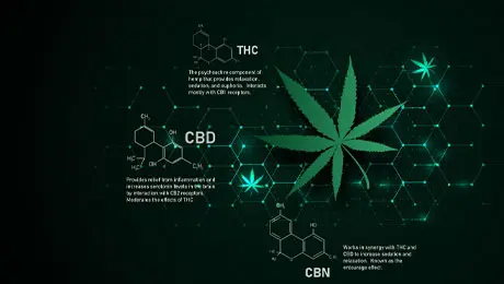 A scientific illustration of cannabis compounds like THC, CBD, and CBN