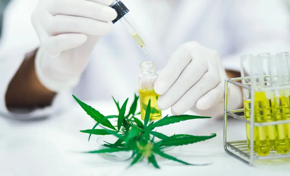 A scientist using a dropper with cannabis oil A scientist using a dropper with cannabis oil