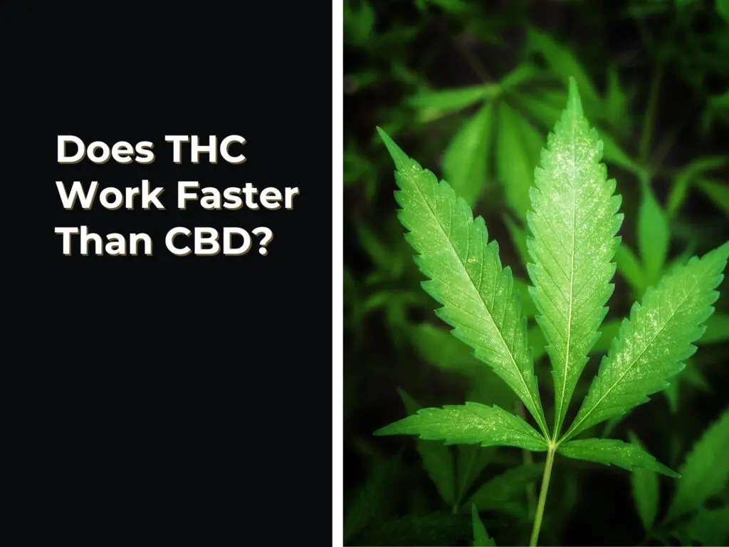 Does THC Work Faster Than CBD?
