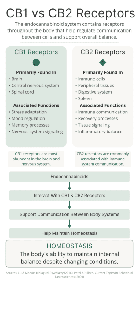 Comparison infographic showing CB1 and CB2 receptors in the endocannabinoid system, including where they are found in the body and their associated roles in nervous system and immune system communication.