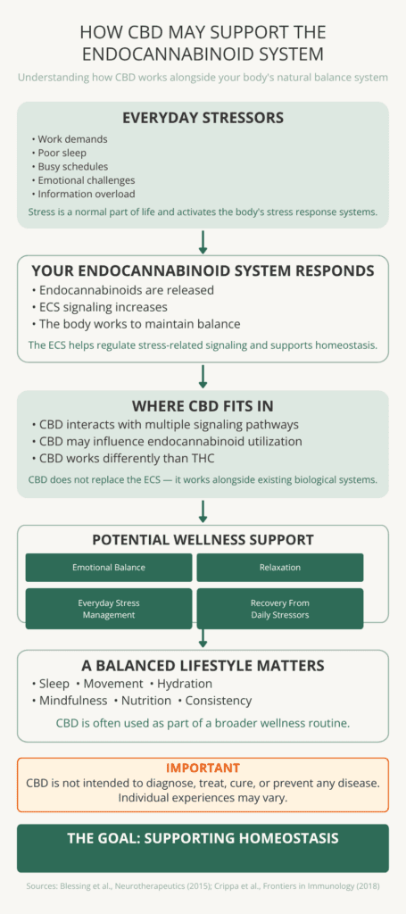 ducational infographic showing how CBD may support the endocannabinoid system and contribute to everyday stress management as part of a wellness routine.