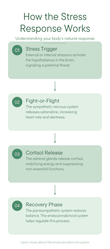Infographic illustrating the body's stress response process, showing how stress triggers activate the fight-or-flight response, lead to cortisol release, and eventually return to balance through recovery mechanisms supported by the endocannabinoid system.