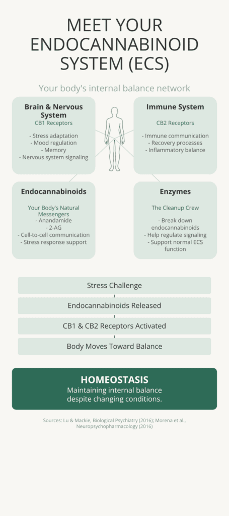 Educational infographic explaining the endocannabinoid system, including CB1 receptors, CB2 receptors, endocannabinoids, enzymes, and their role in maintaining homeostasis.